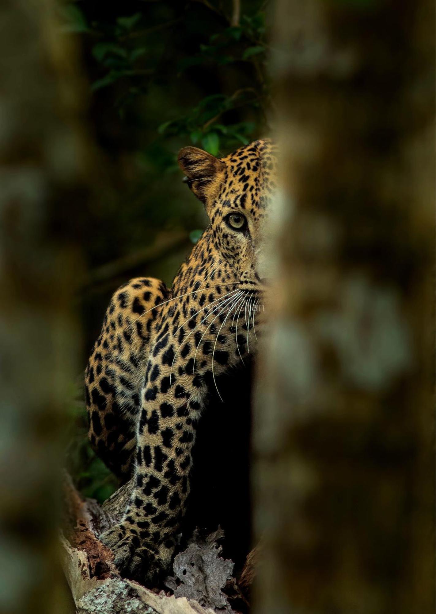 Nochchiyagama Epic Wild Wilpattuヴィラ エクステリア 写真