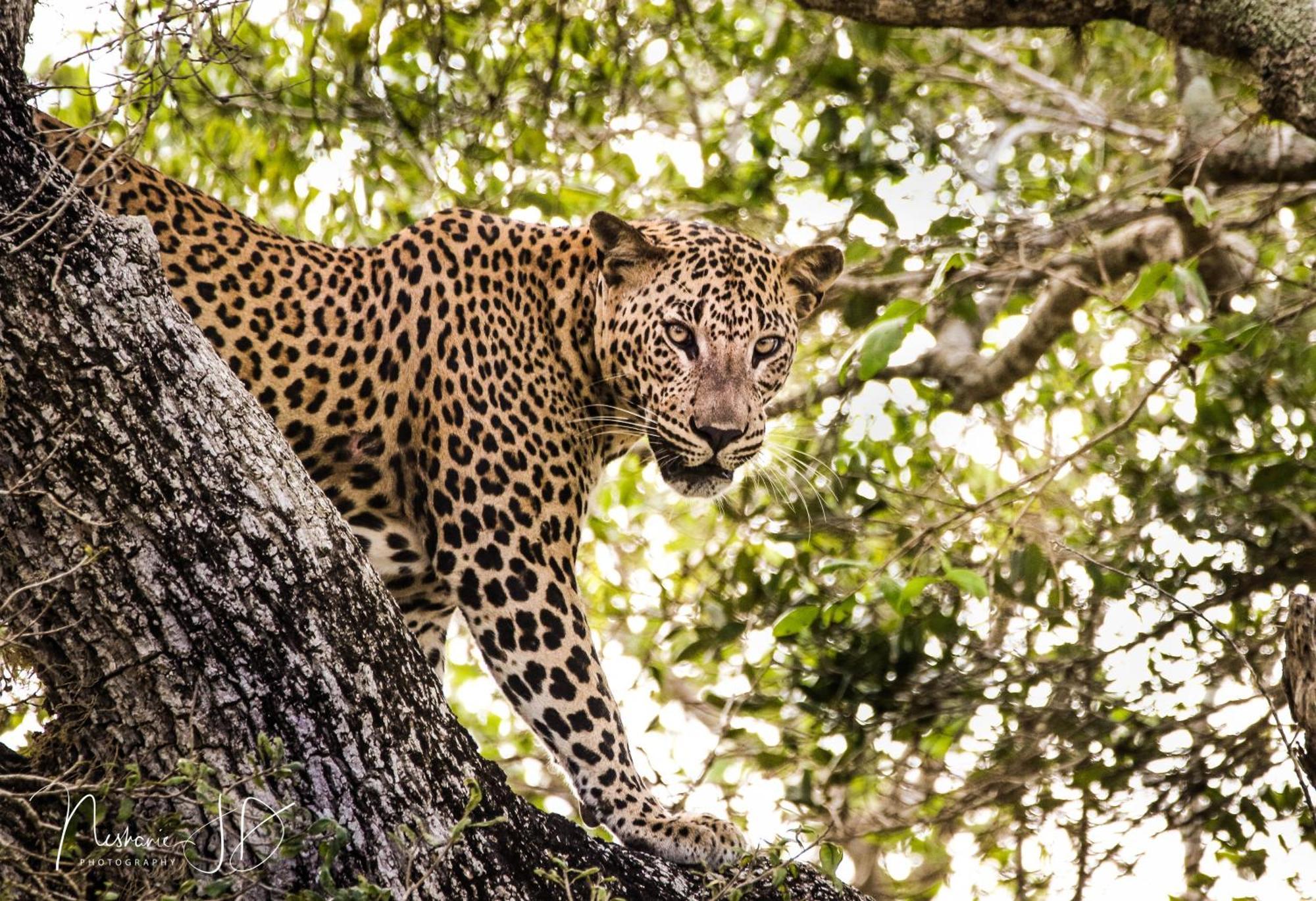 Nochchiyagama Epic Wild Wilpattuヴィラ エクステリア 写真