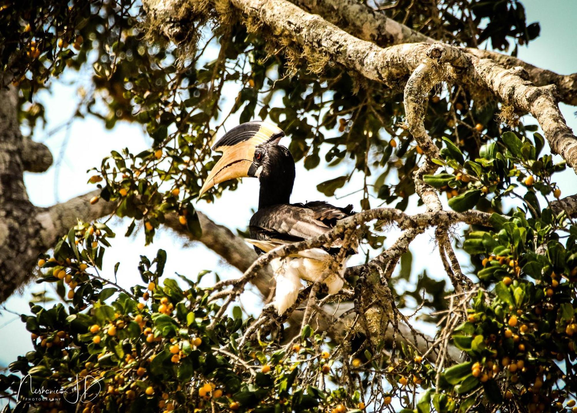 Nochchiyagama Epic Wild Wilpattuヴィラ エクステリア 写真